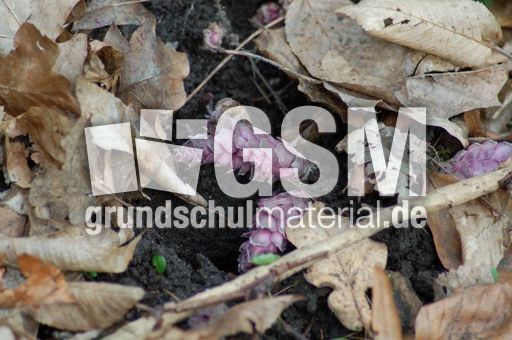 Gewöhnliche Schuppenwurz 01.JPG